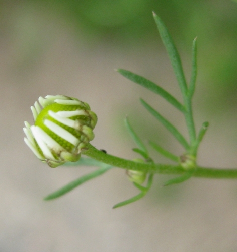 scentless mayweed