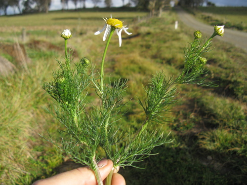 scentless mayweed