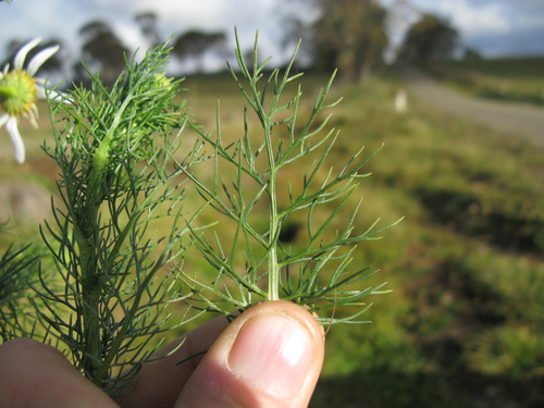 scentless mayweed