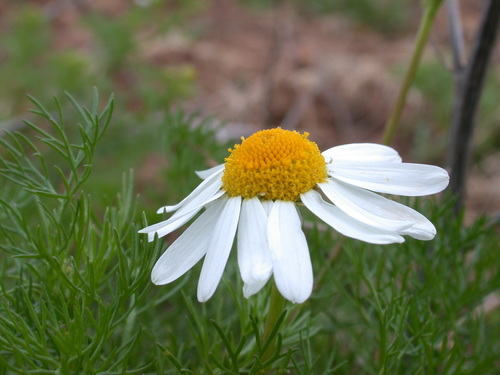 scentless mayweed