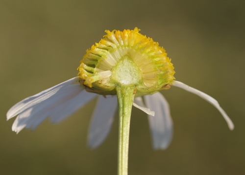 scentless mayweed