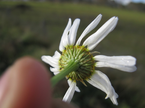 scentless mayweed