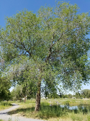 Siberian elm