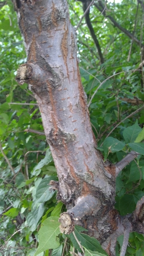 Siberian elm