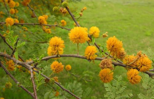 Sweet acacia