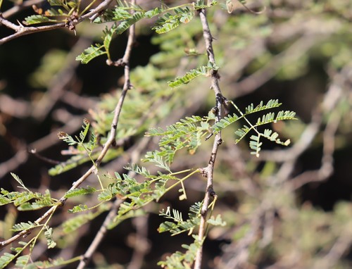 Sweet acacia