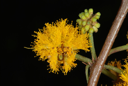 Sweet acacia