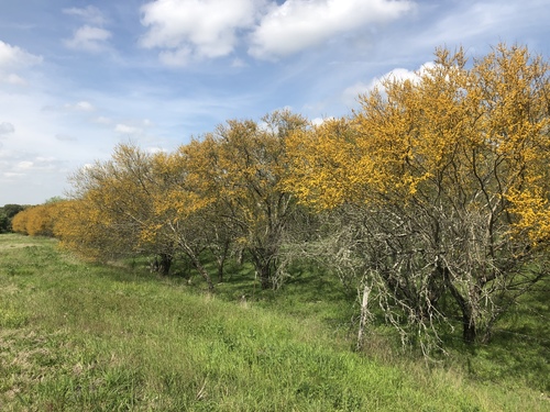 Sweet acacia