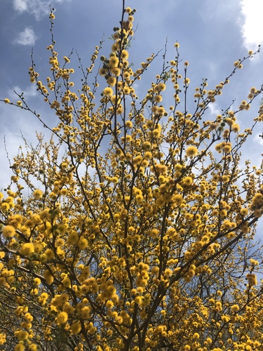 Sweet acacia