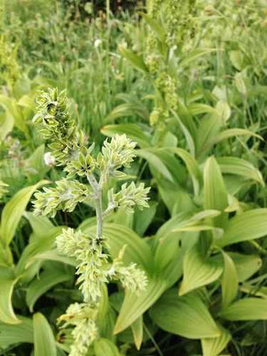 green false hellebore