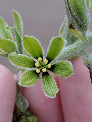 green false hellebore