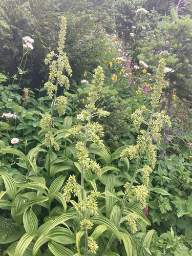 green false hellebore
