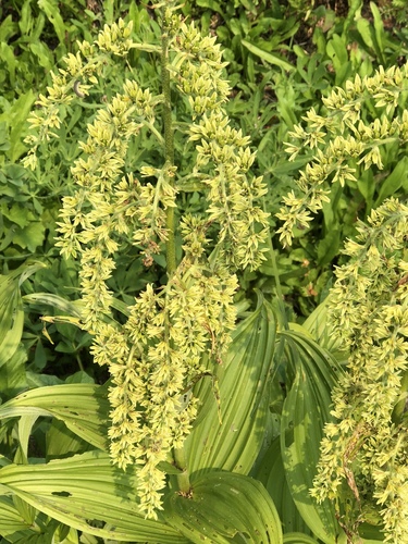 green false hellebore