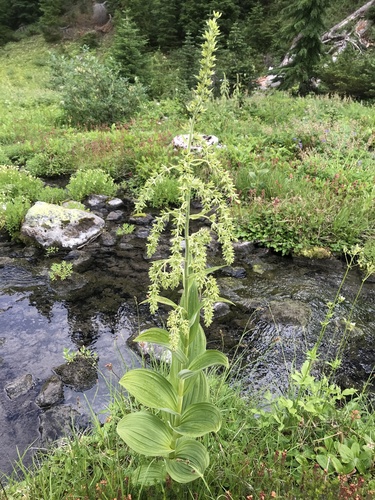 green false hellebore
