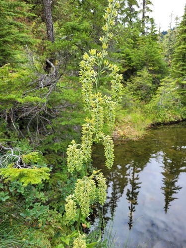 green false hellebore