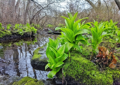 green false hellebore