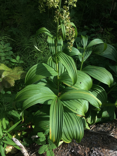 green false hellebore