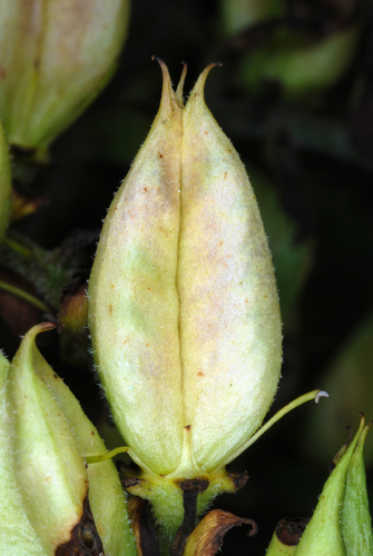 green false hellebore