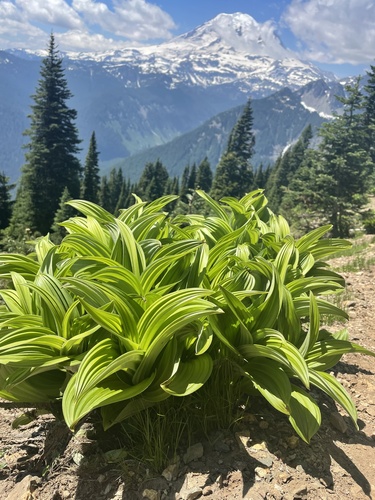 green false hellebore