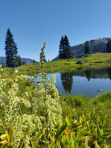 green false hellebore