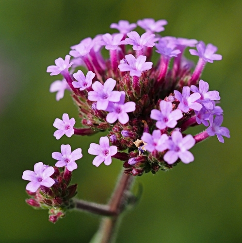 purpletop vervain