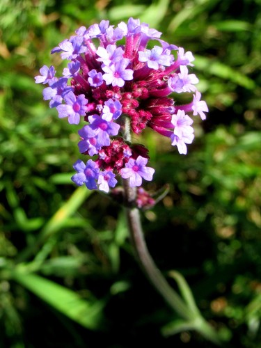 purpletop vervain