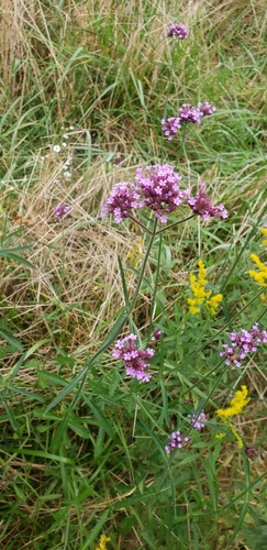 purpletop vervain