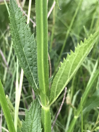 purpletop vervain