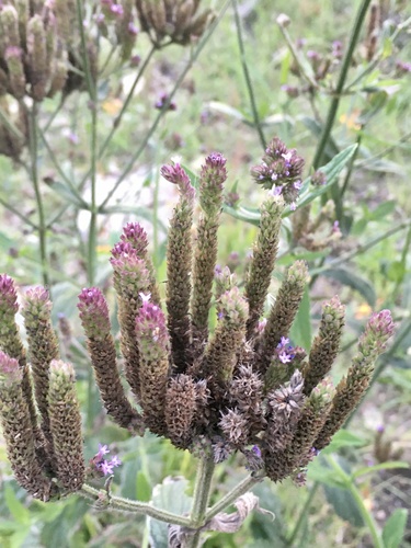 purpletop vervain