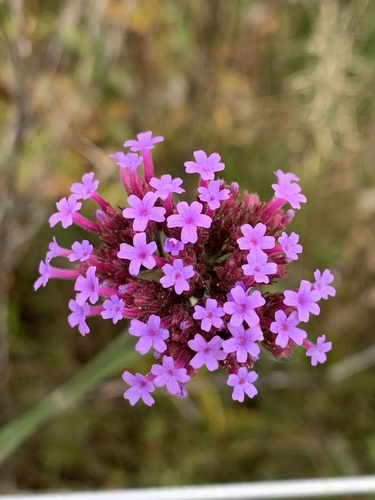 purpletop vervain