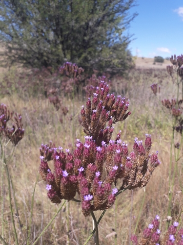 purpletop vervain