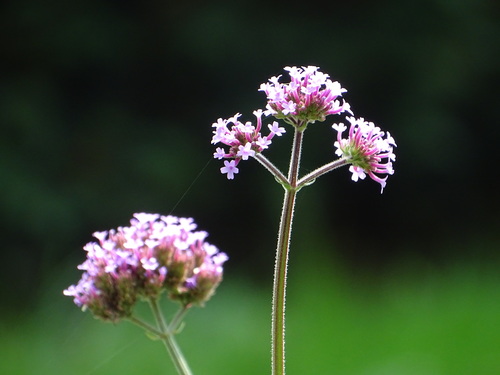 purpletop vervain