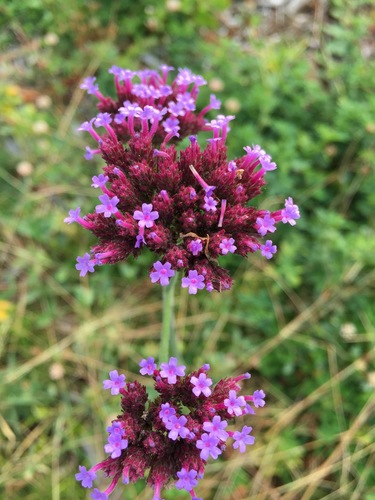 purpletop vervain