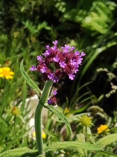 purpletop vervain