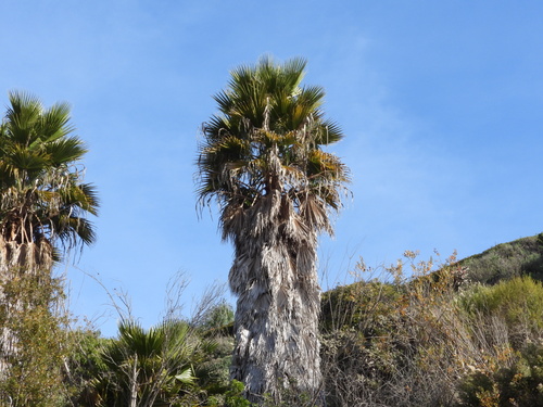 Mexican Fan Palm