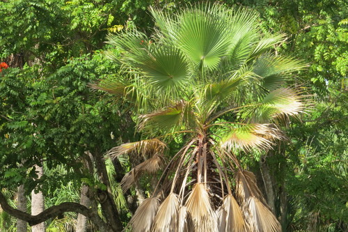 Mexican Fan Palm