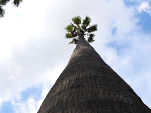 Mexican Fan Palm