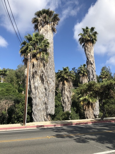 Mexican Fan Palm