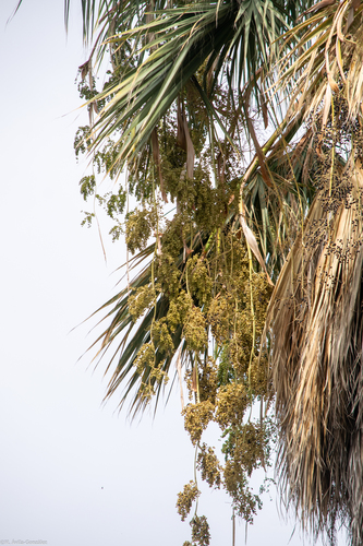 Mexican Fan Palm