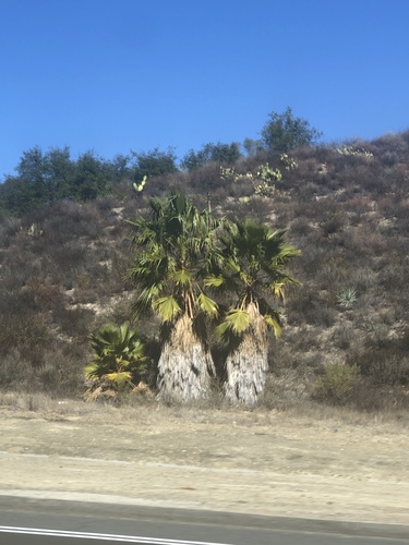 Mexican Fan Palm