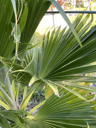 Mexican Fan Palm