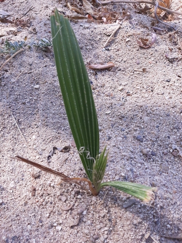 Mexican Fan Palm