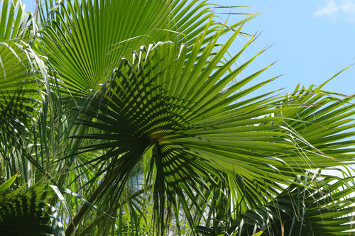 Mexican Fan Palm
