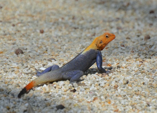 Peters's Rock Agama