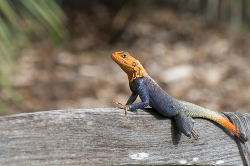 Peters's Rock Agama