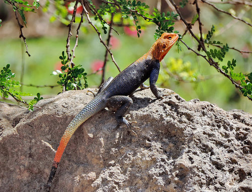 Peters's Rock Agama