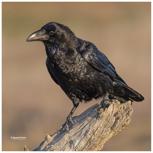 Common Raven