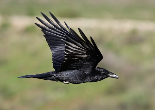 Common Raven