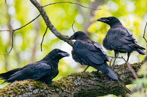 Common Raven