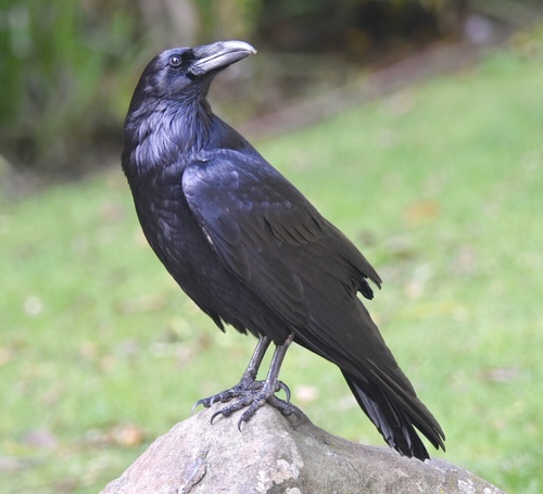 Common Raven